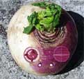 Turnip the Radio